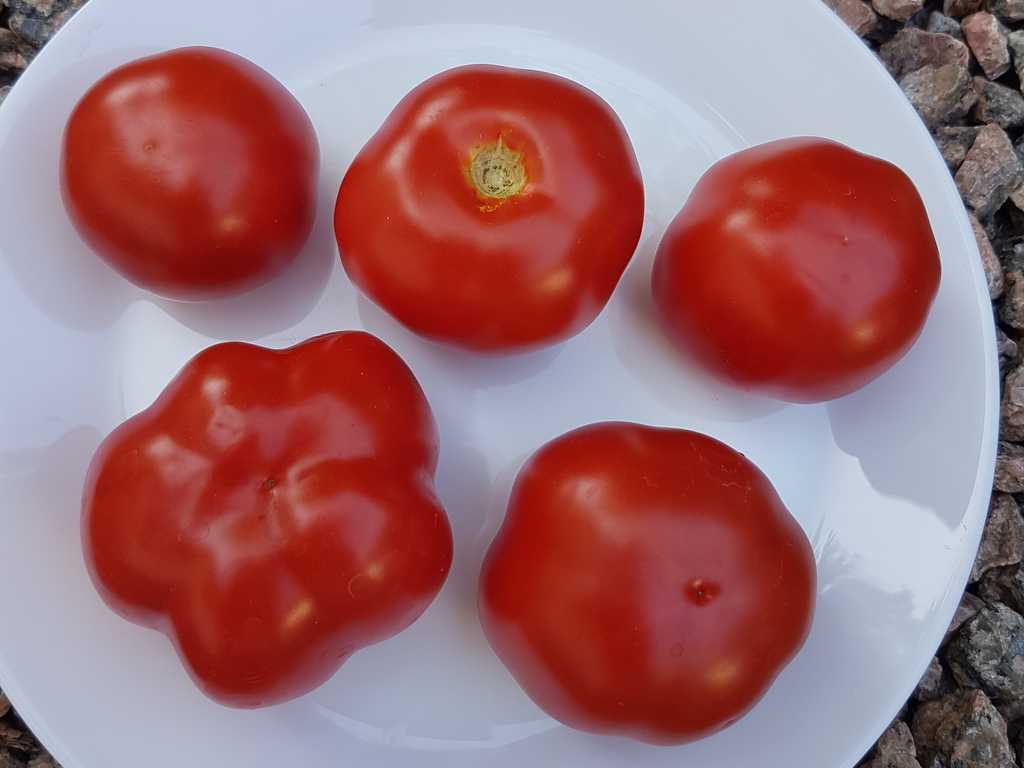 Ijunskije - juni röd