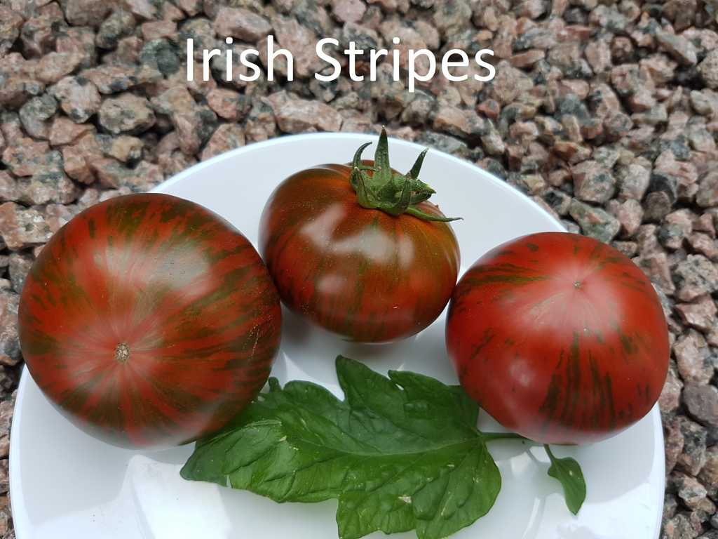 Irish Stripes