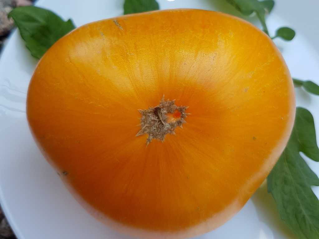 Janet's Jacinthe Jewel