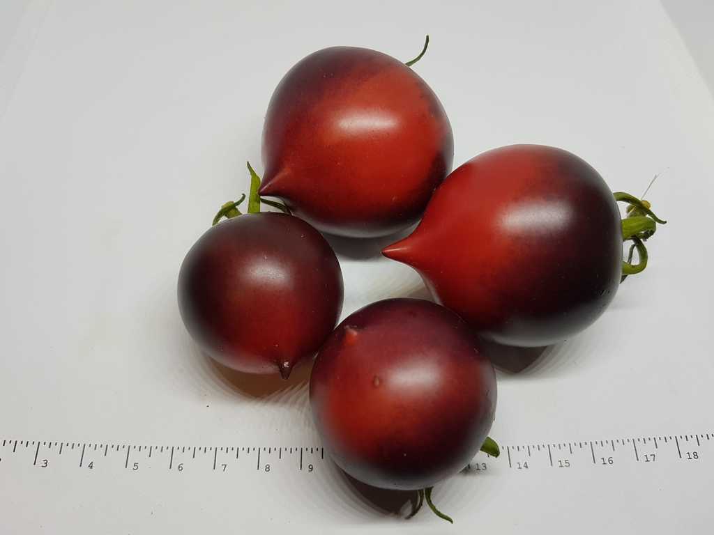 H-34 ROSE ( SOEUR DES COEURS) 