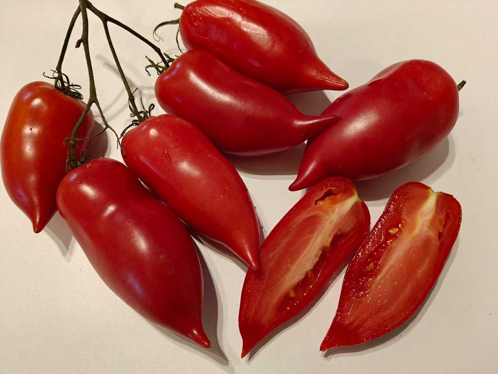 Korejskij Dlinnoplodnyj