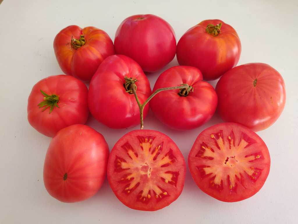 Kornejevskij Rozovyj 