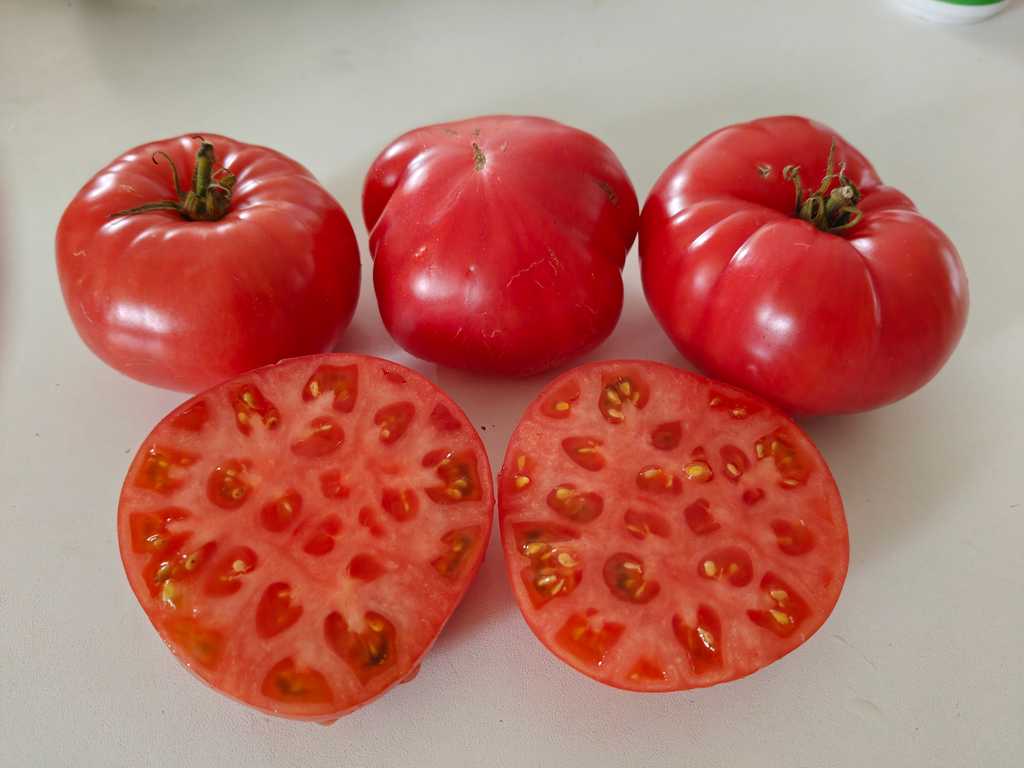 Korolevskaja Mantia, Kungamantel