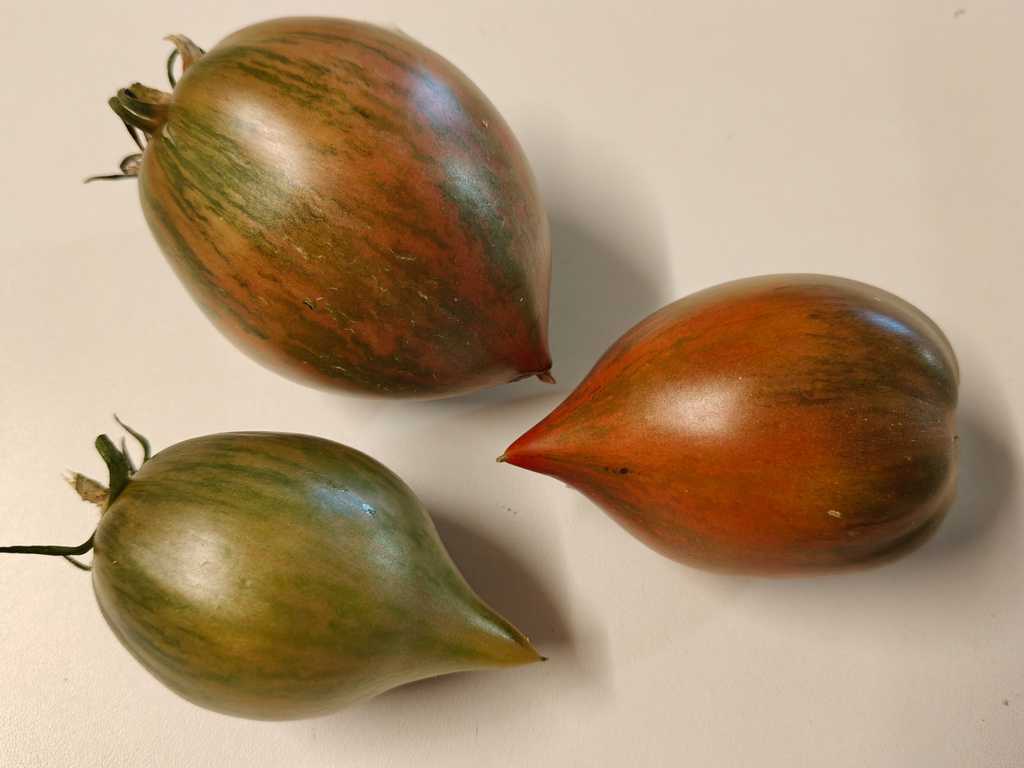 Kozula 130, Pearl of Wisdom