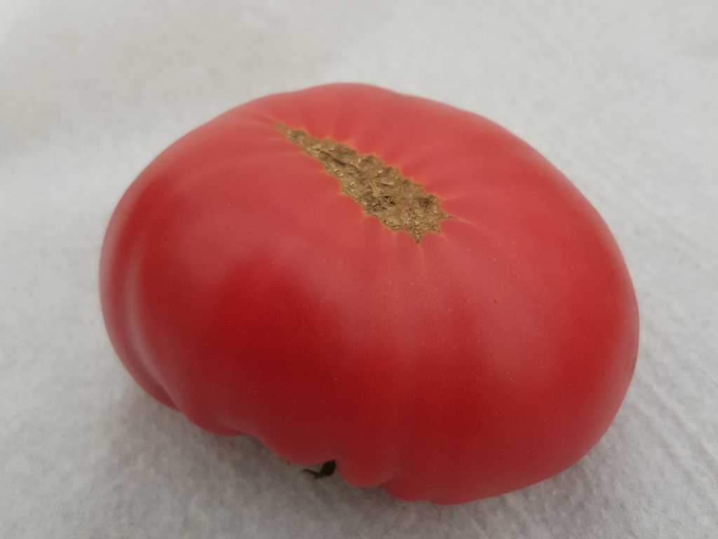 Lambert's General Grant 