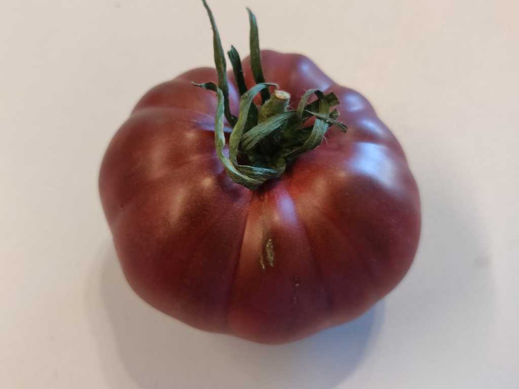 Marianna's Peace  x Cherokee Purple 