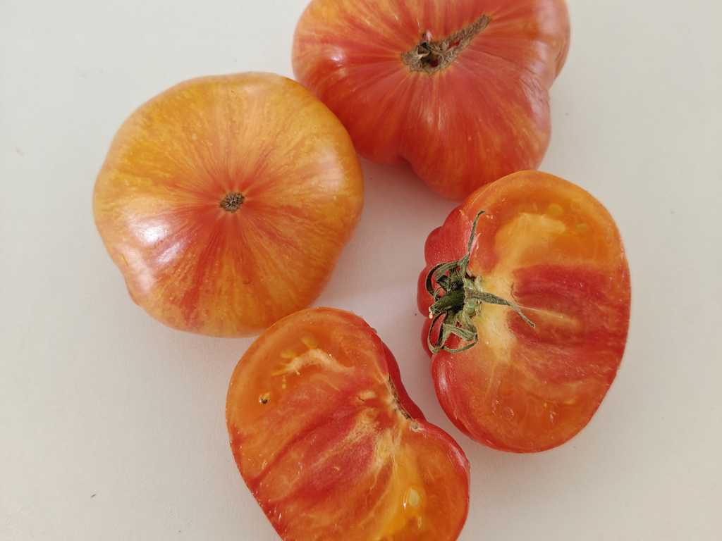 Marz Yellow Pink Stripes 