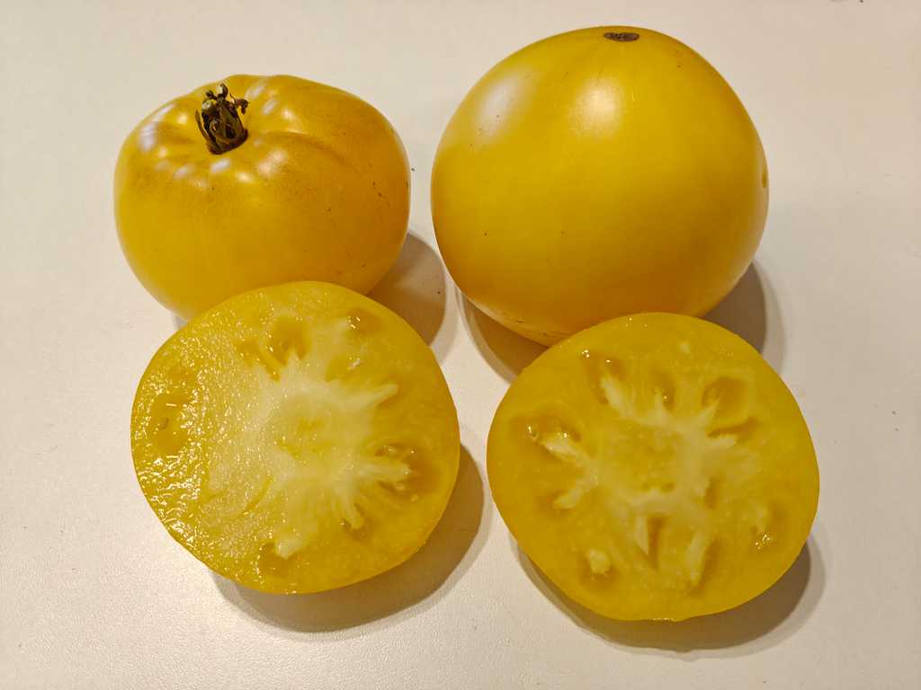 Minusinski Yellow Oxheart