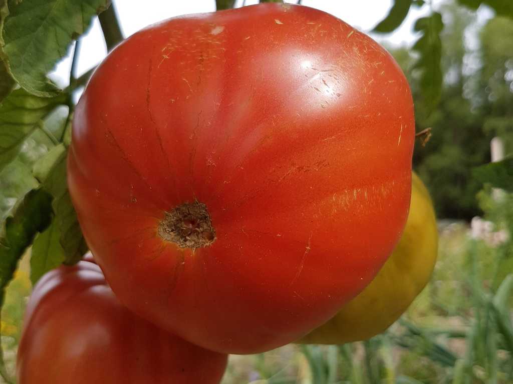 Minusinskij Krasnyj Krupnyj