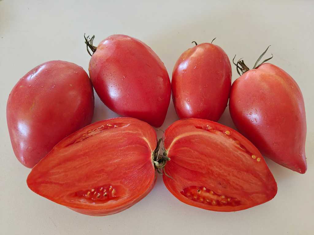 Minusinskij Pertsevidnyj 