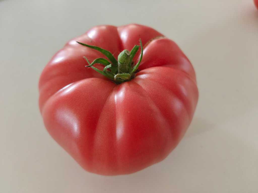 Minusinskij Rozovyj Gigant