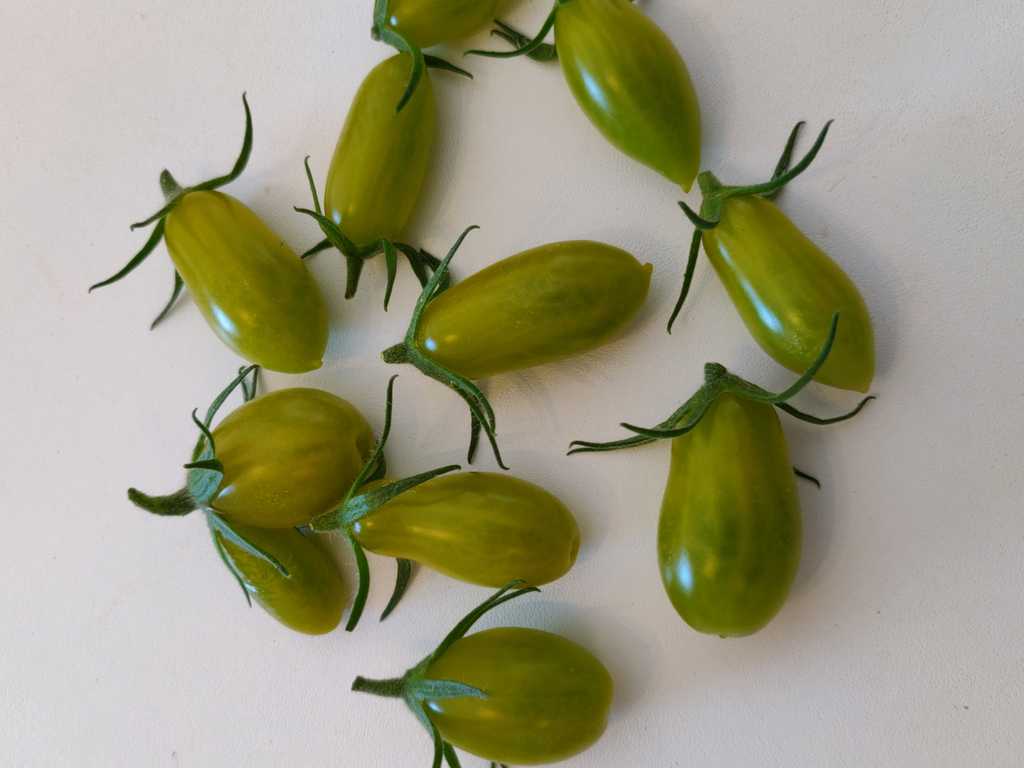  My Dancing Green Fingers