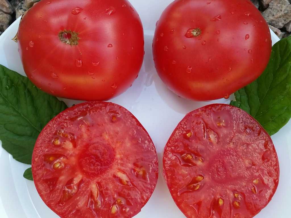 Natsionalnaja Gordost