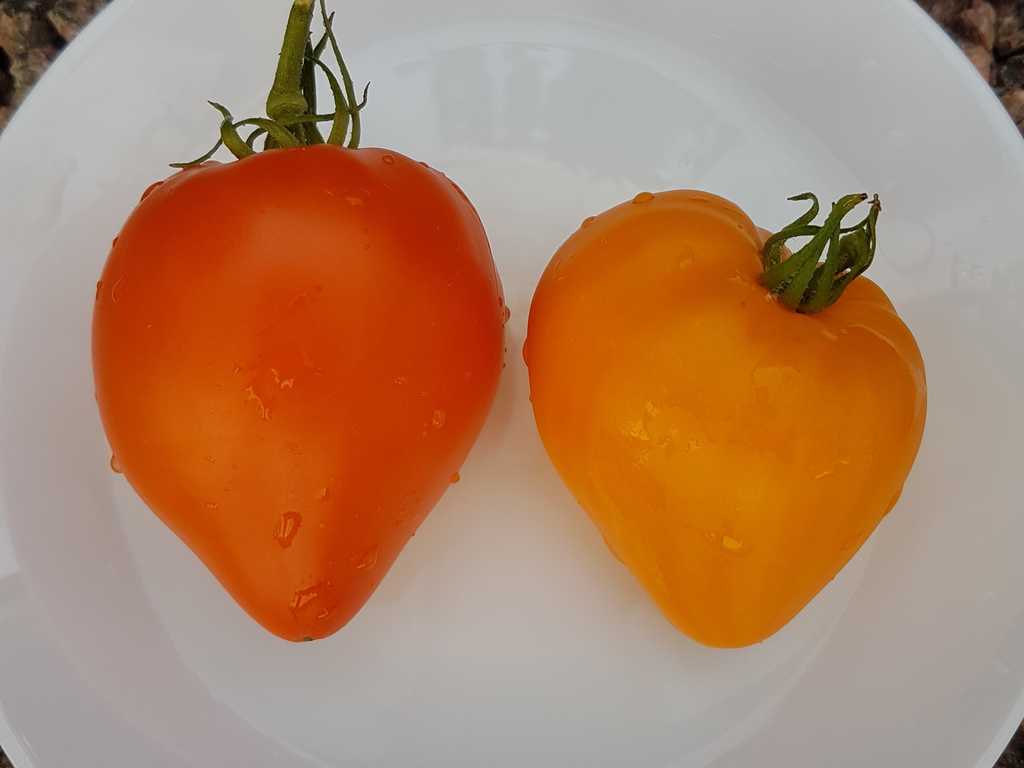 Nochnaja svecha (Night Candle)