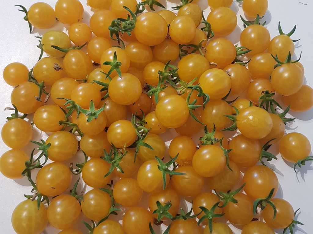 Orange Grape Tress Tomato wild