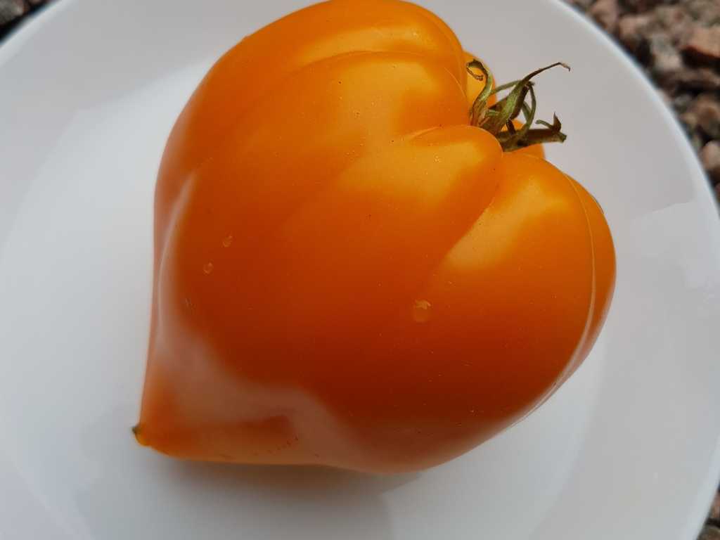 Orange Heart - Liskin Nos - Fox Nose  