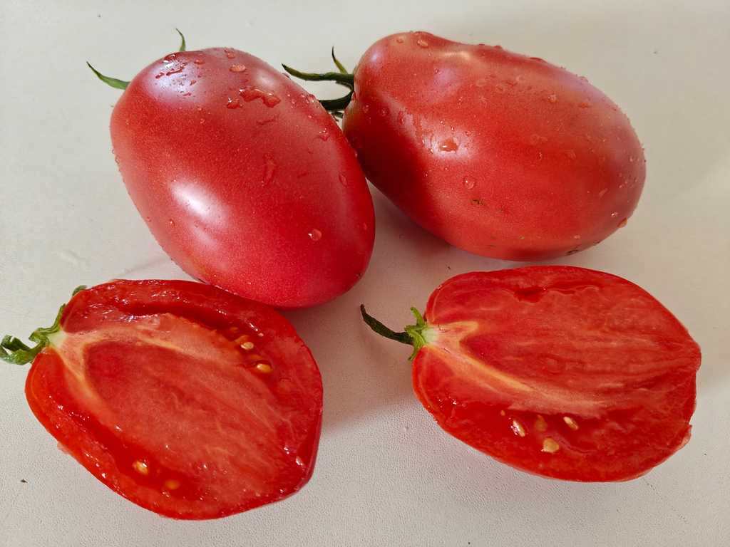 Oslinnyje Ushi, Åsnaöron 