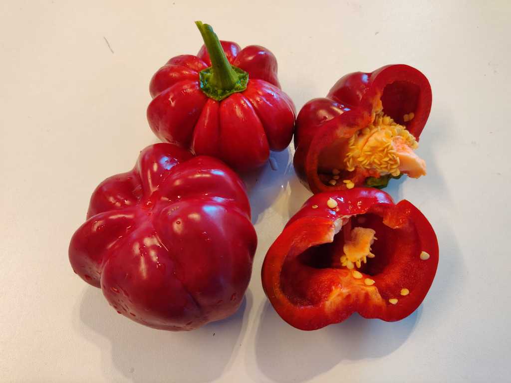 Paprika Bulgarian Ratunda
