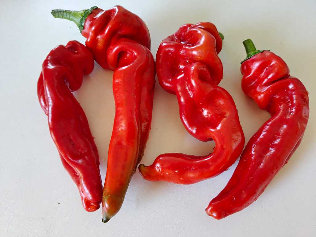 Paprika Georgian Nose, Gruzinskij Nos