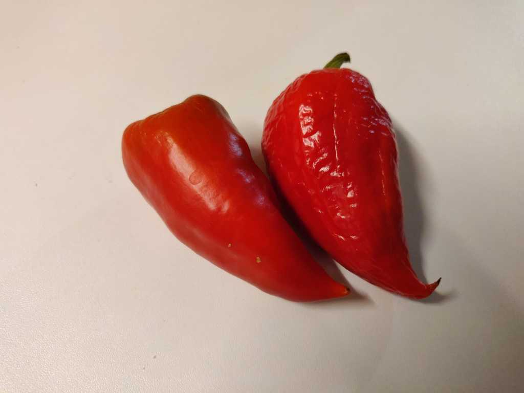 Paprika Ivajlovskaja Kapia