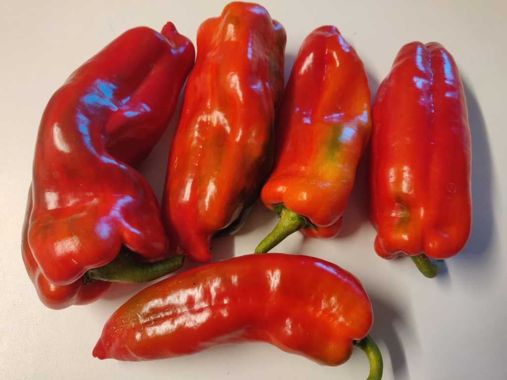 Paprika Korno di Toro Rosso