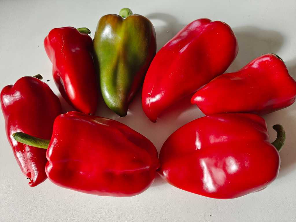 Paprika Plovdivskaja Kapia