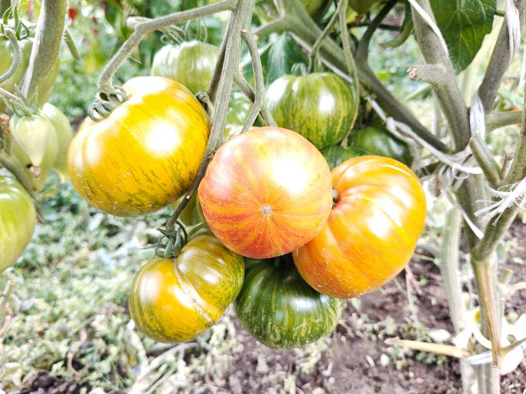Patti's Yellow Striped Beefsteak