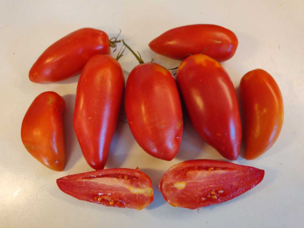 Pertsevidnyj krasnyj (Pepperlike red)