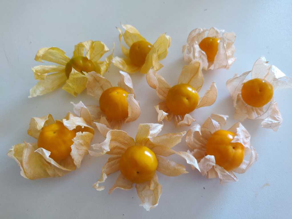 Physalis Beas Dicke