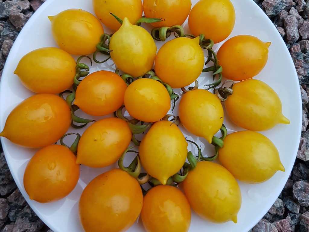 Piennolo del Vesuvio Giallo