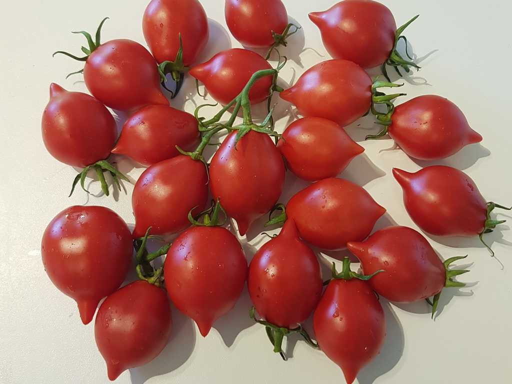 Piennolo del Vesuvio Rosso