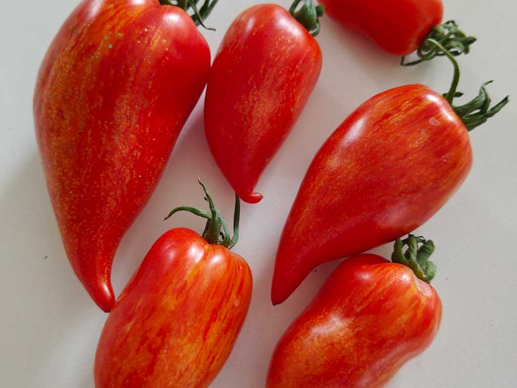 Pink Flamingo Striped