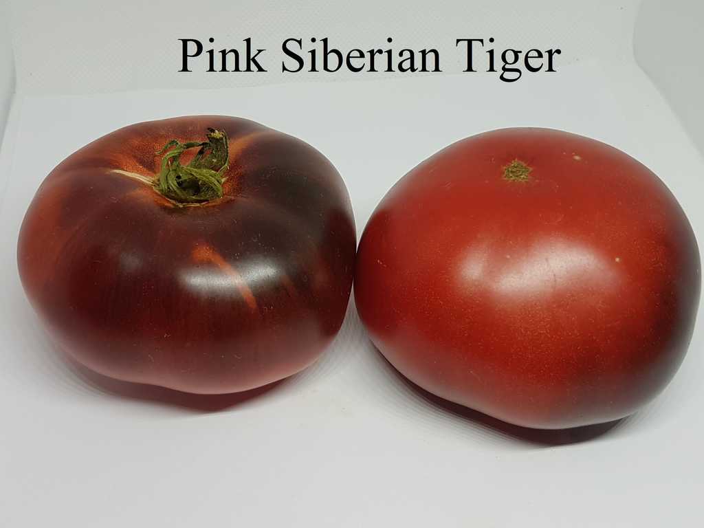 Pink Siberian Tiger