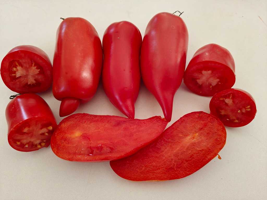 Portugalskaja Paprika