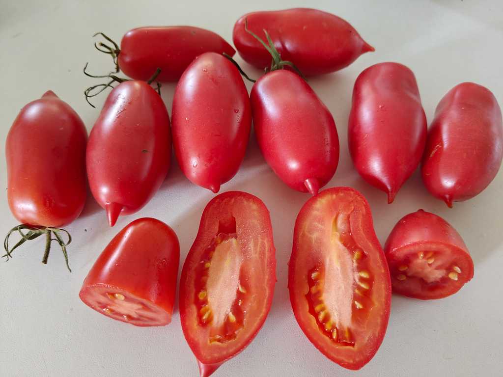 Purpurnaja Svecha, Purple Candle 