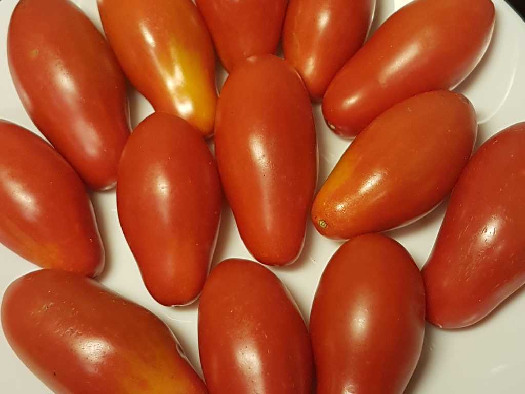 Ranktomate von Carnica