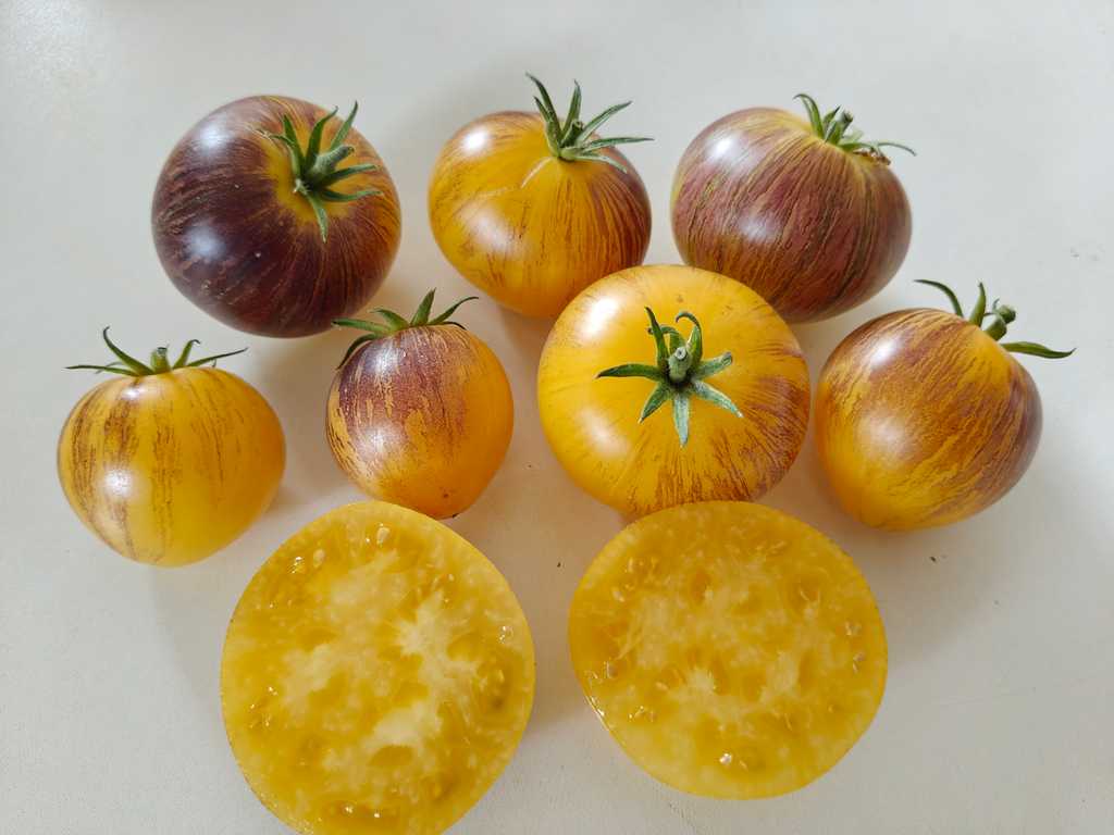 Rebel Starfighter Kayleigh Anne