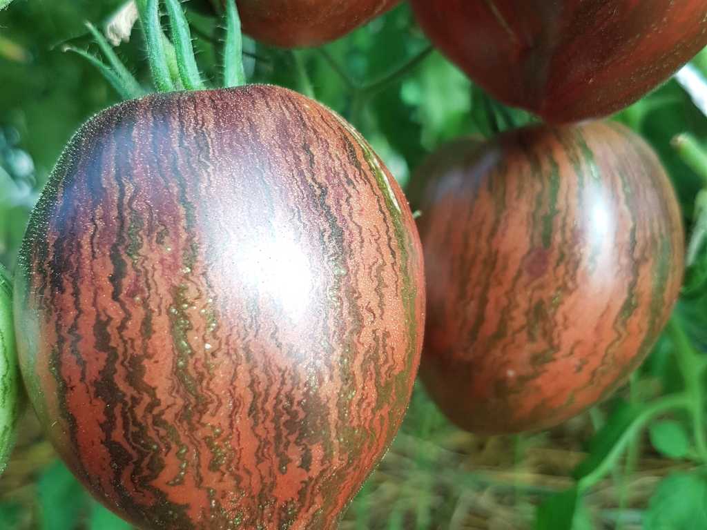 Rebel Starfighter Prime