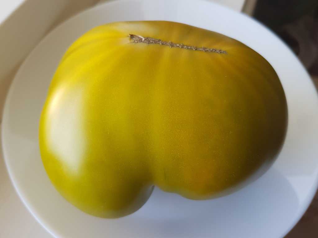 Reinhard's Green Heart