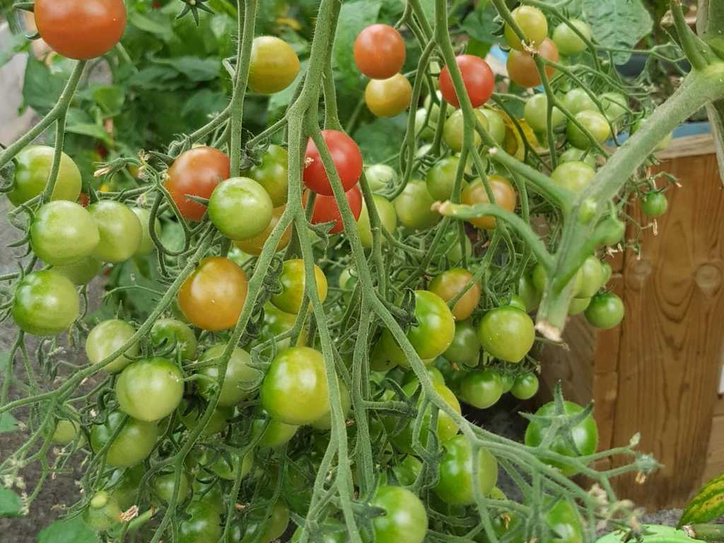 Rose Quartz Multiflora