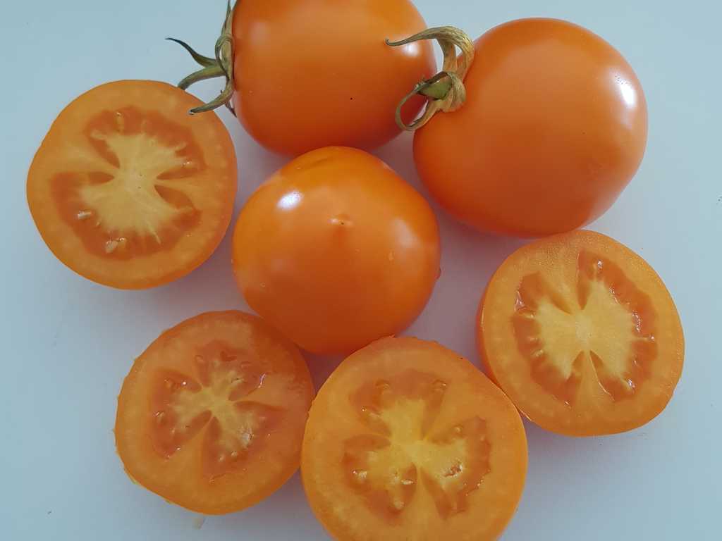 Roughwood Golden Plum