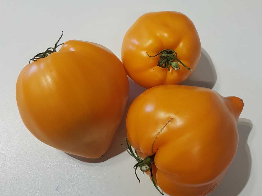 Serdze Pustyni, Wüsten Herz 