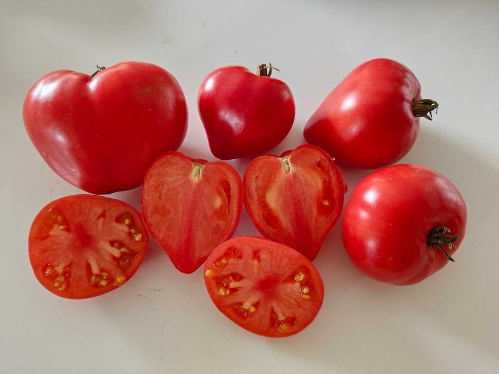 Severnaja Korona, Northern Crown