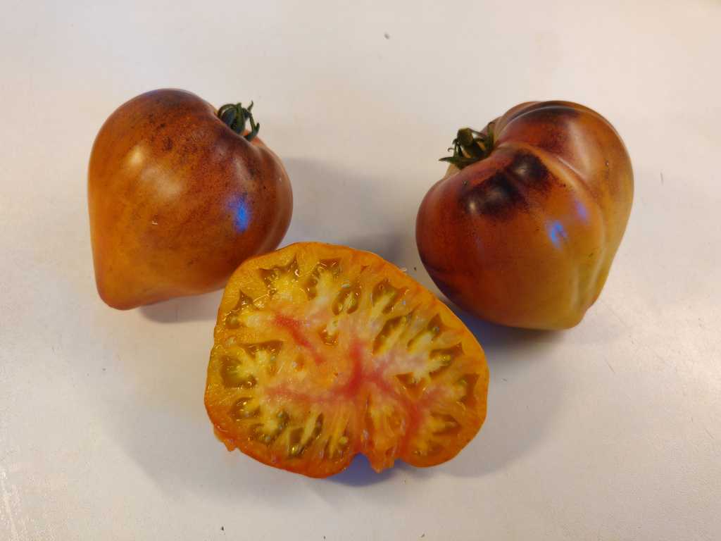 Sgt. Pepper's Bicolor