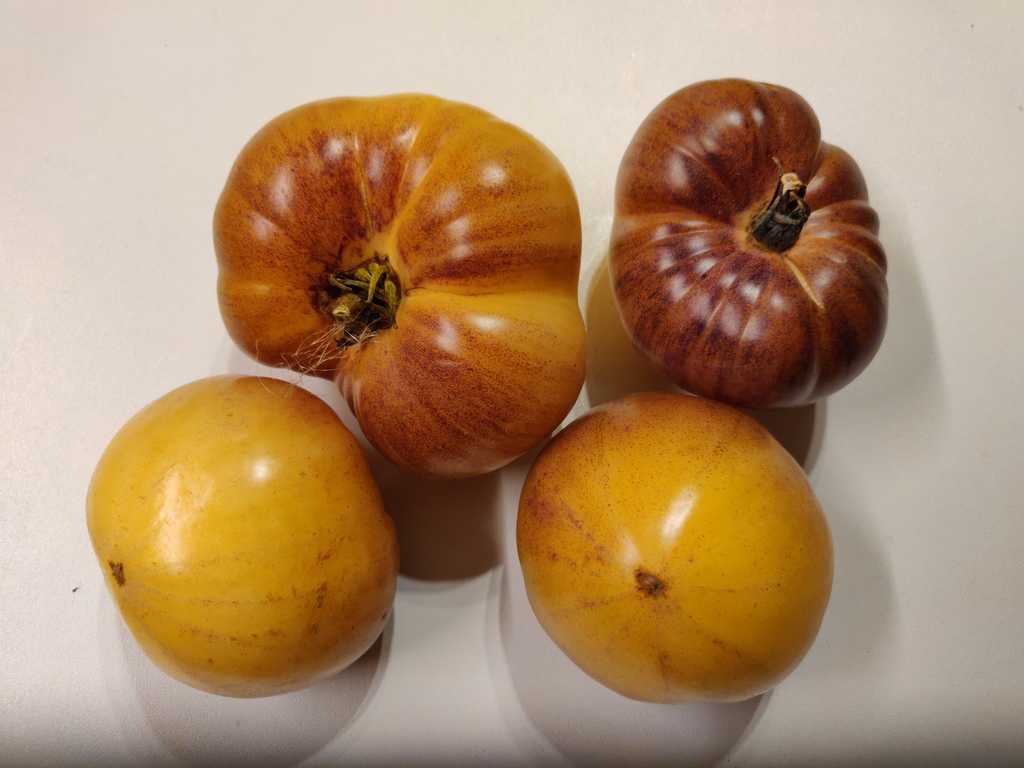 Sgt. Pepper's Yellow