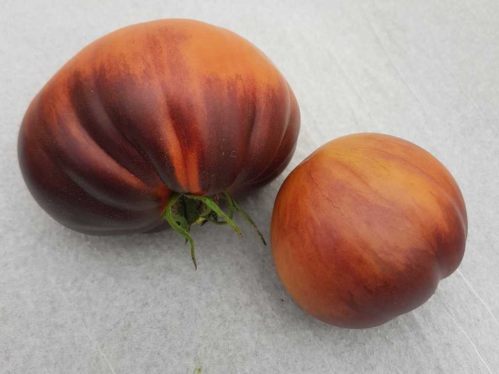 Sgt. Pepper's Bronze 