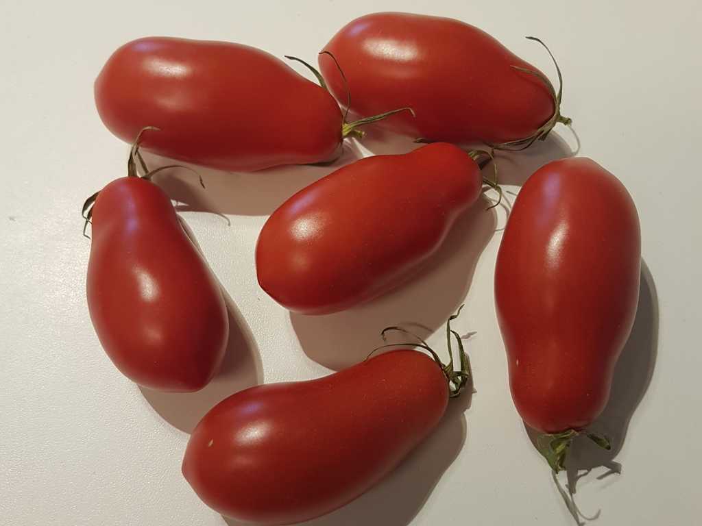 Shedraja Slivka Tarasenko