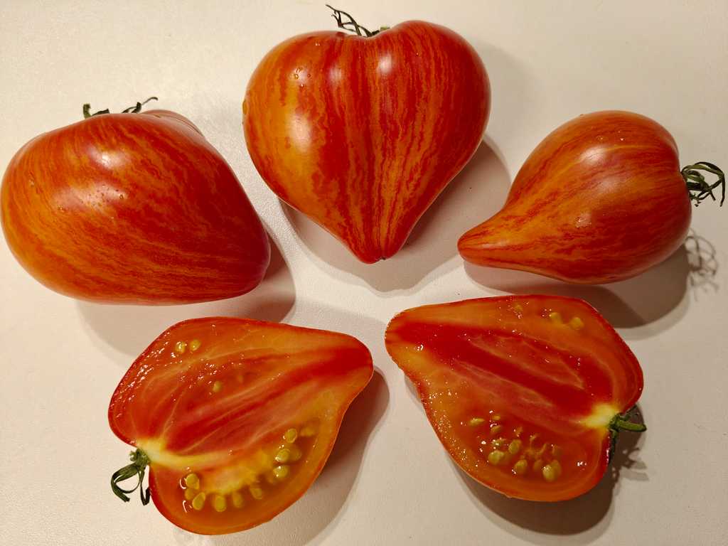 Sladkaja Karamel Sofii, Sofia's Sweet Caramel