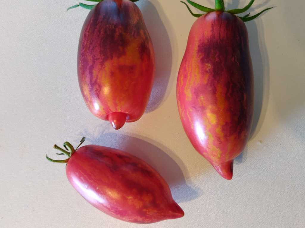 Slivka Gurman, Gouerment Plum 