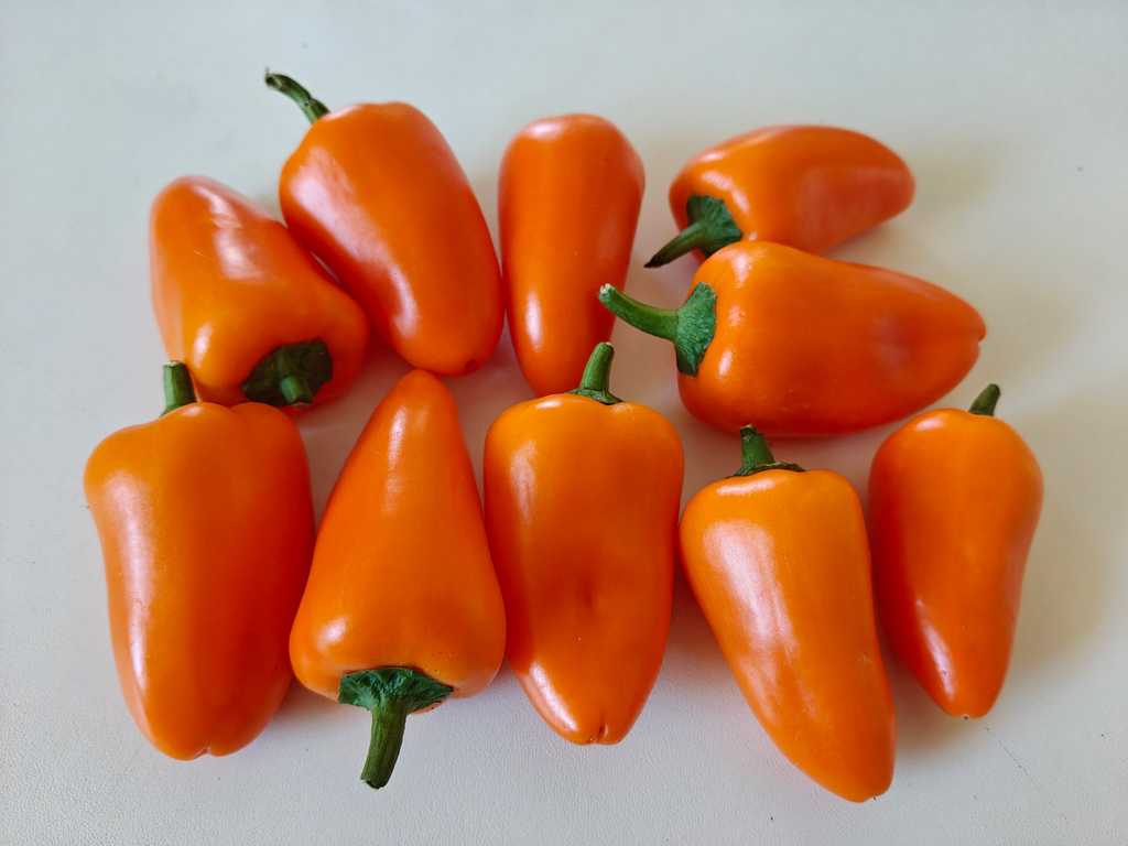 Snackpaprika orange